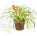 a spider plant with green leaves with a white background