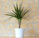 a dragon tree air purifying house plant on a white pot with a brick styled brown wall