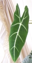 Foliage House Plants: Green Velvet - Alocasia Micholitziana