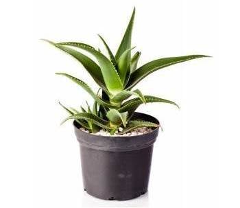 Succulent Houseplants - Aloe Vera