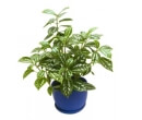 Foliage House Plants: Aluminum Plant - Pilea Cadierei