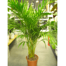 a areca palm plant inside a flower shop