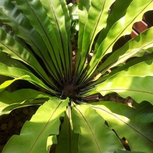 Foliage House Plants: Bird's Nest Fern - Asplenium Nidus