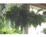 a Boston fern plant hanging in a balcony