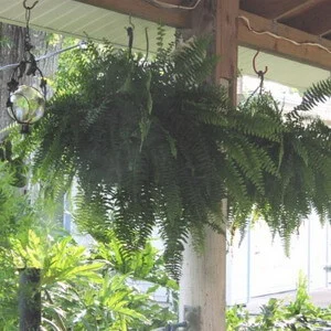 boston ferns hanging Houseplant types