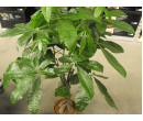Foliage House Plants: Braided Money Tree - Pachira Aquatica