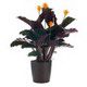 Picture of Calathea house plant