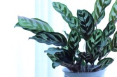 a calathea makoyana, parlor plant, in a white flower pot with 