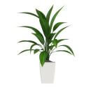 Foliage House Plants: Cast Iron Plant - Aspidistra Elatior
