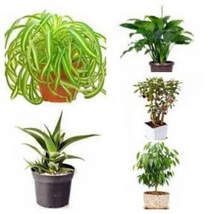 house plant collage