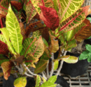 Foliage House Plants: Croton "Variegated" - Codiaeum Variegatum