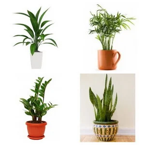 plant collage