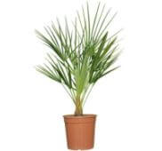 european fan  is an indoor palm plants