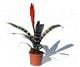 Picture of flaming sword Bromeliad