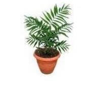 parlor palm  is an indoor palm plants