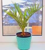 a pygmy date palm in a blue flower pot beside a window