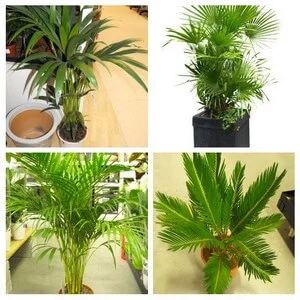 indoor palm collage