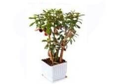 an indoor jade plant on a white flower pot - common house plants