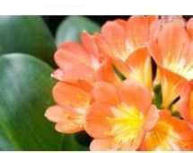 Succulent Houseplants -Kaffir Lily
