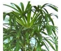 lady palm  is an indoor palm plants