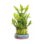 Bamboo Office Plant