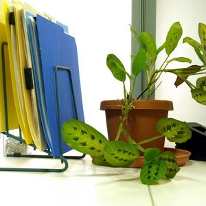 office plant on desk Houseplant types