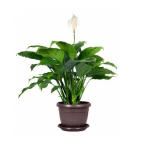 A peace lily plant with its flower on top - common house plants