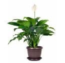 a peace lily air purifying house plant on a flower pot with a white background