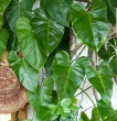 a heart leaf philodendron 