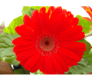 a red barberton daisy air purifying house plant with its leaves