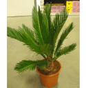 sago plant