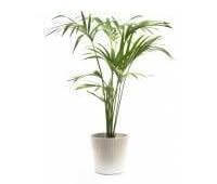 sentry palm  is an indoor palm plants