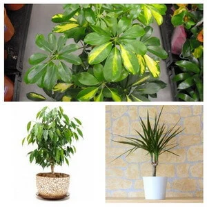 tree house plants collage