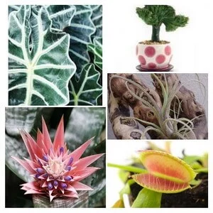 unusual house plants collage