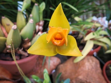 Lycaste Orchid