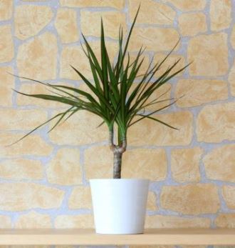 Is Madagascar Dragon Tree Toxic to Cats? 