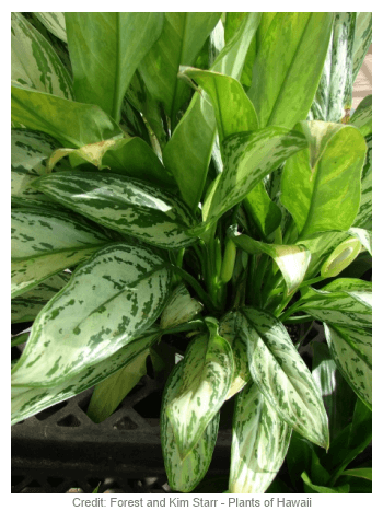 a Chinese evergreen with green leathery leaves
