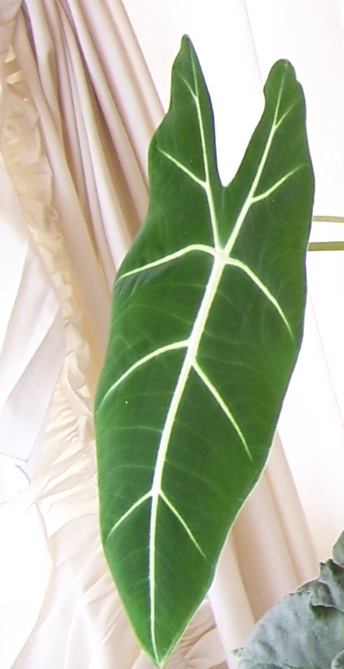 a green velvet alocasia with curtains in the background