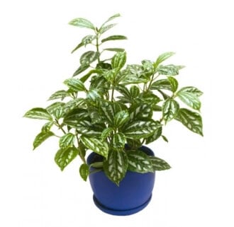 an aluminum plant on a blue flower pot with green leaves in a white background