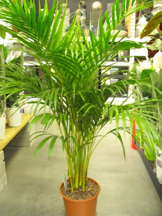 an areca palm with green leaves on a pot inside a flower shop