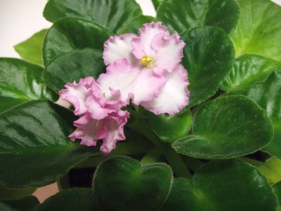 african violet pink and white