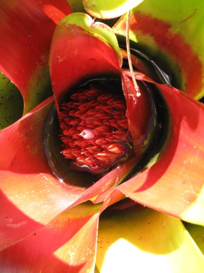 Blushing Bromeliad Flower Closeup