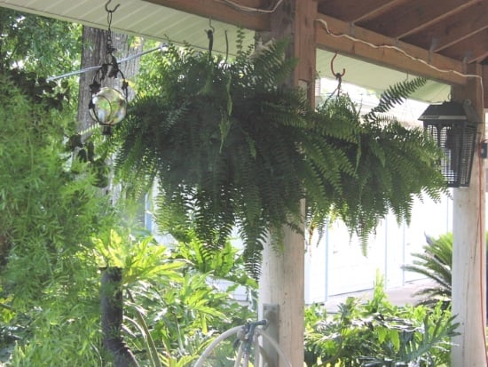 a Boston fern hang in a balcony