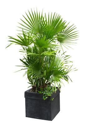 a European Pan Palm on a square pot with its massive leaves with white background