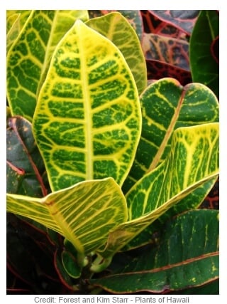 a croton plant with the outstanding color of its leaves