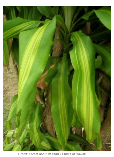a corn plant with its green leaves