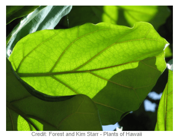 Leaf Fig