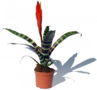 a Flaming Sword plant on a flower pot