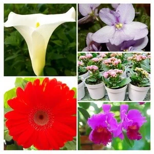 flowering Houseplant types collage