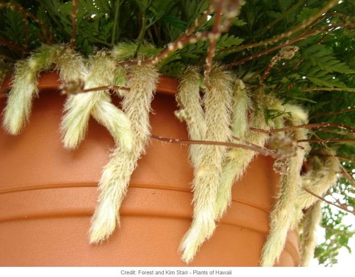 facts about rabbit's foot fern